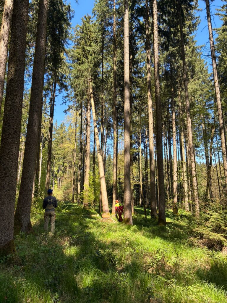 Maibaum 2026